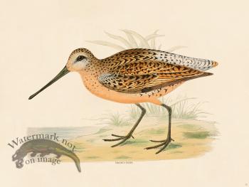 15 BGB Brown Snipe